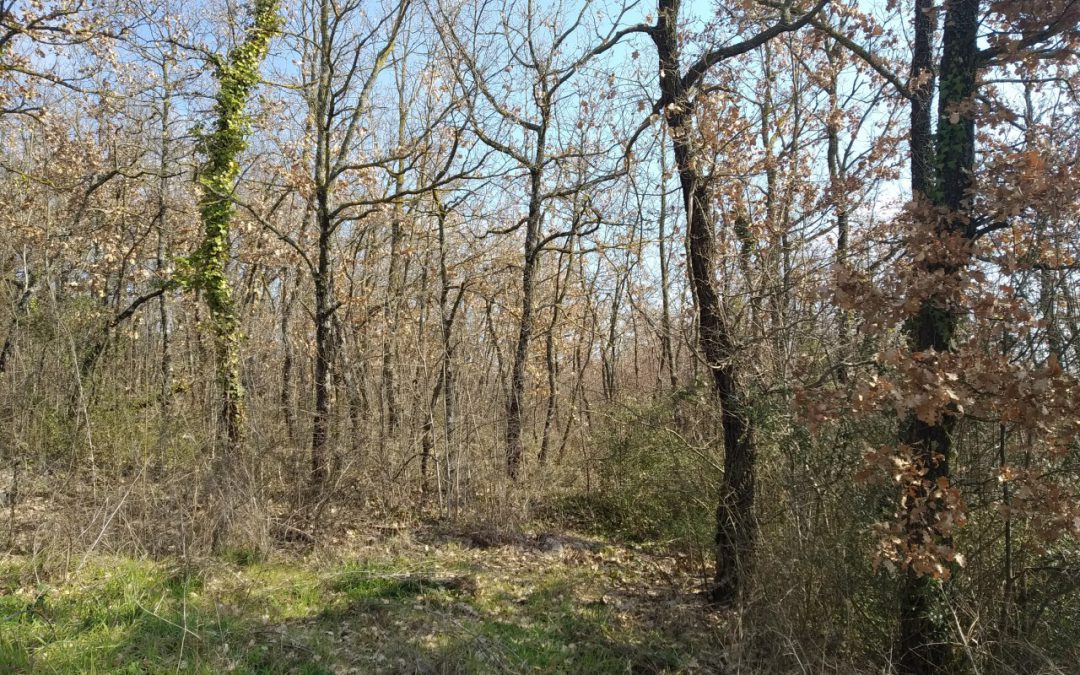 Vendita terreno Montemiletto